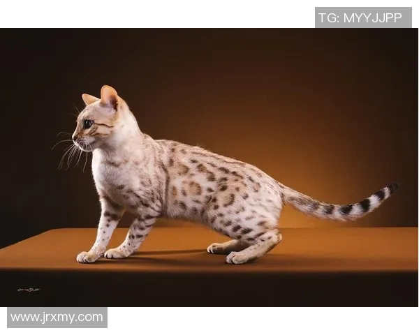 猫咪意外成足球明星引发热议网友纷纷点赞其超凡球技与可爱形象